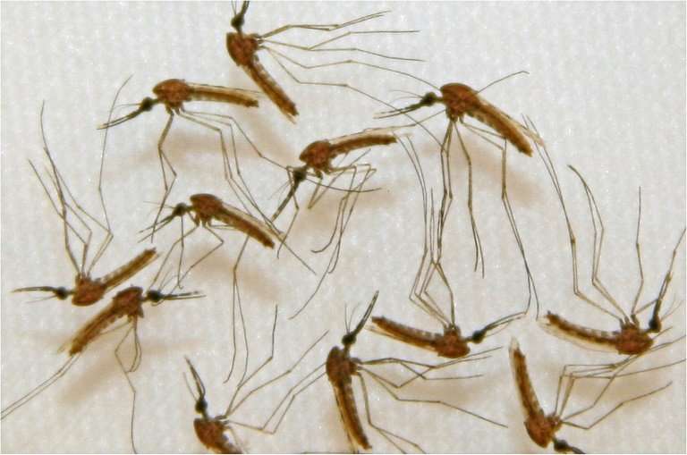 Malaria infected mosquitoes ready for dissection in the manufacturing facility of Sanaria, Inc, in Rockville, Maryland during va