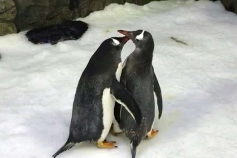 Male gentoo penguins Sphen and Magic have successfully incubated a baby chick and are 'doting' on their tiny offspring, say staf
