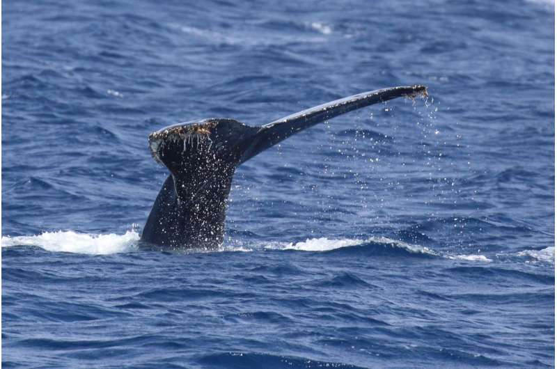 Male humpback whales change their songs when human noise is present