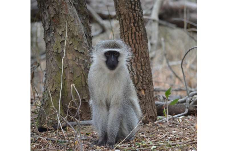Male vervet monkeys use punishment and coercion to de-escalate costly intergroup fights