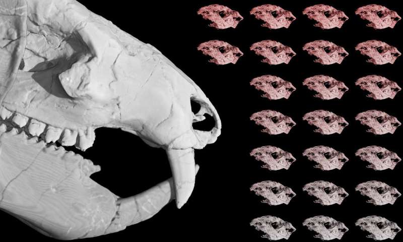 Mammal forerunner that reproduced like a reptile sheds light on brain evolution
