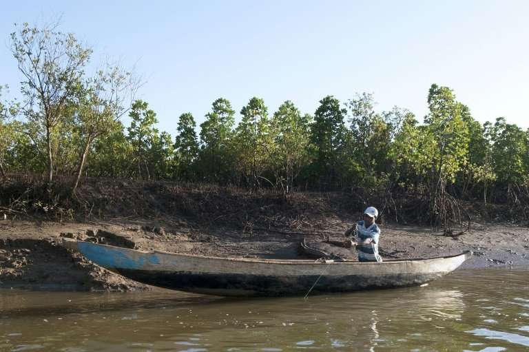 Mangrove forests, like this  one in western Madagascar, are disappearing at a rate of up to two percent per year