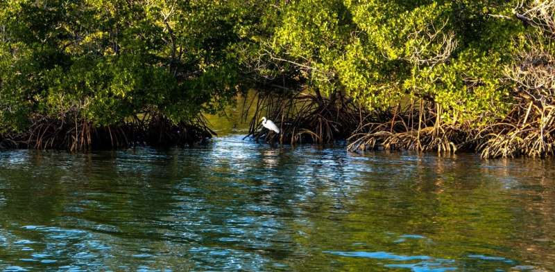 Mangroves protect coastlines, store carbon – and are expanding with climate change