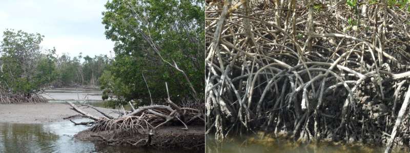 Mangroves to mudflats and not back again