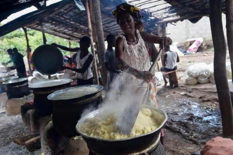 Mania for manioc: No meal in Ivory Coast is complete without a side dish of cassava semolina, called attieke