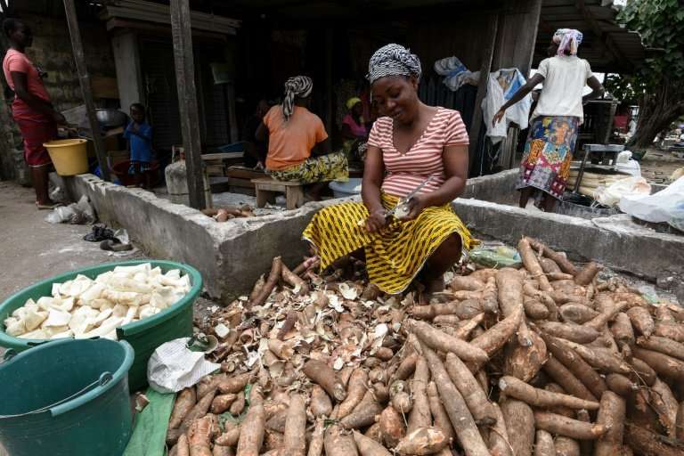 Manioc, also called cassava, is a staple food across West Africa—the brown root vegetable is peeled, pulped and cooked, providin
