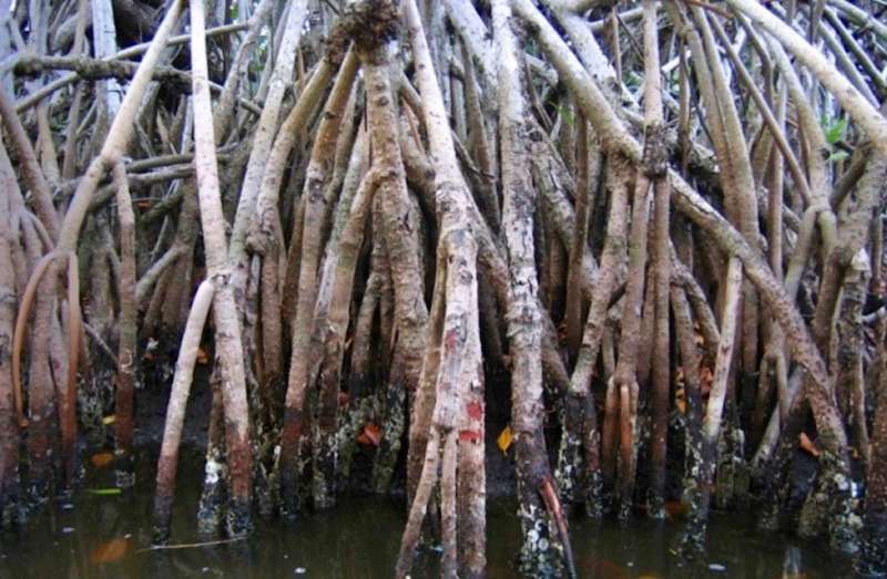 Manmade mangroves could get to the 'root' of the problem for threats to coastal areas
