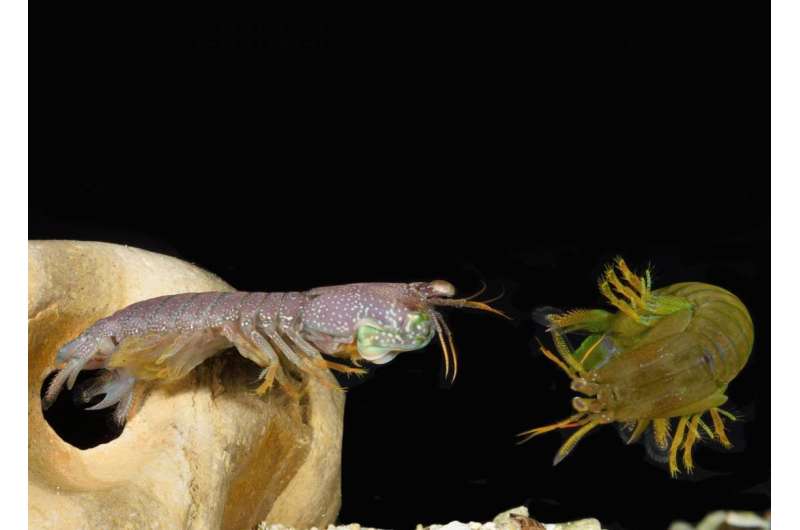Mantis shrimp size each other up before giving up a fight