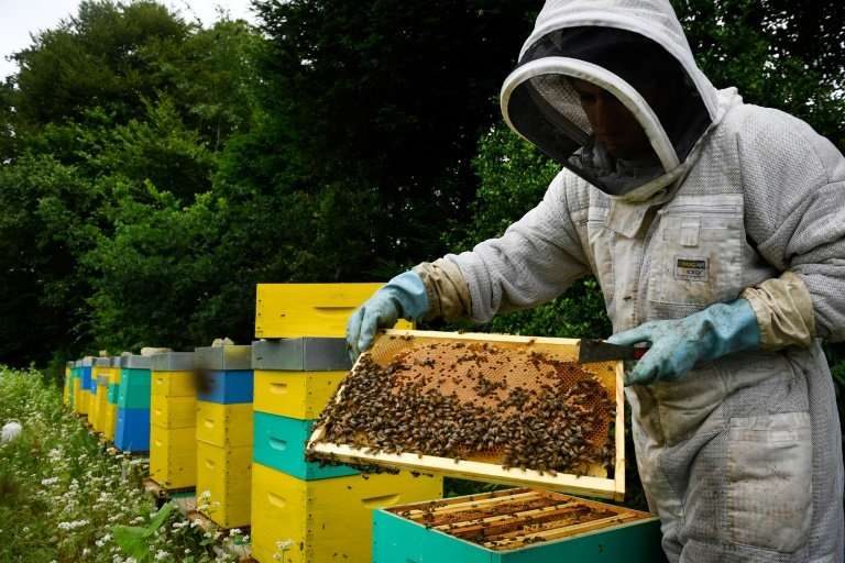 Many French beekeepers have seen hives mysteriously die off, which scientists believe is due in part to neonicotinoid pesticides