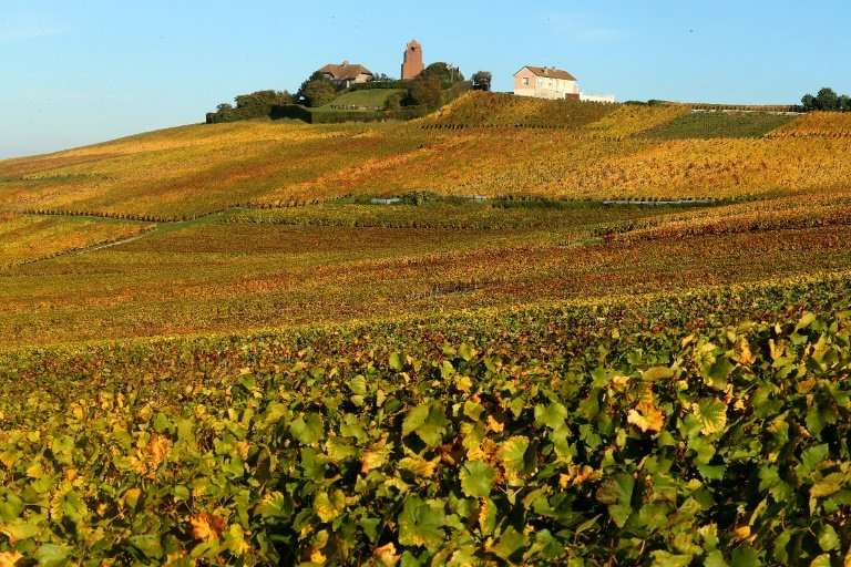 Many smaller French champagne producers are struggling to cope with softening sales in their home market