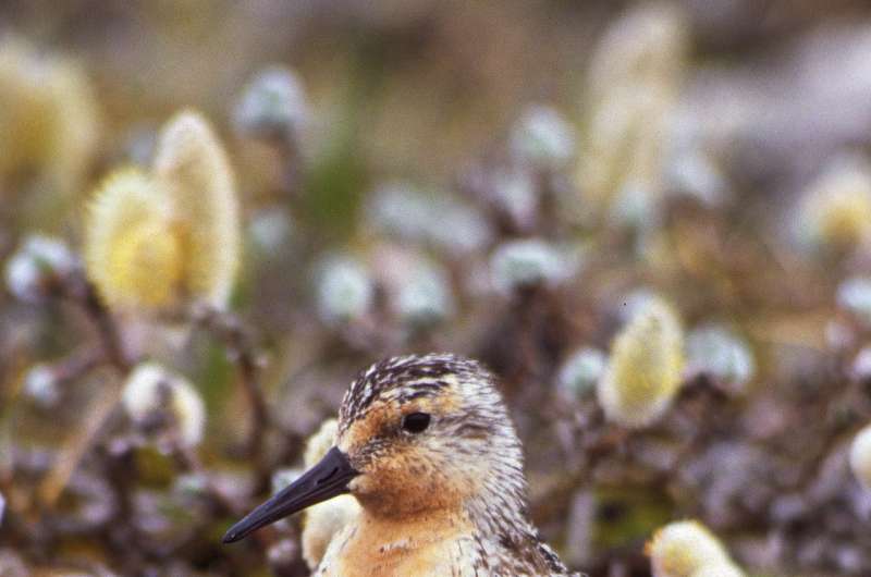 Mapping endangered red knots' remote breeding habitat