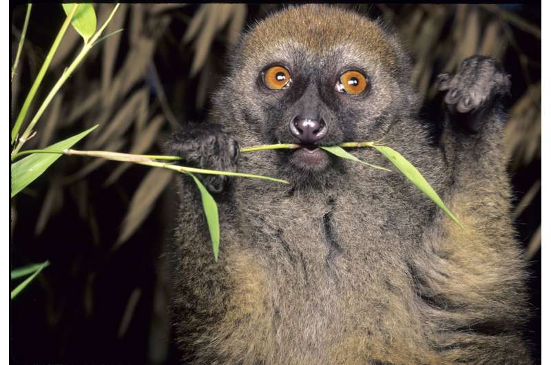 Mapping trees can help count endangered lemurs