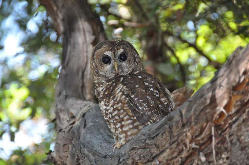 Marijuana farms expose spotted owls to rat poison in Northwest California