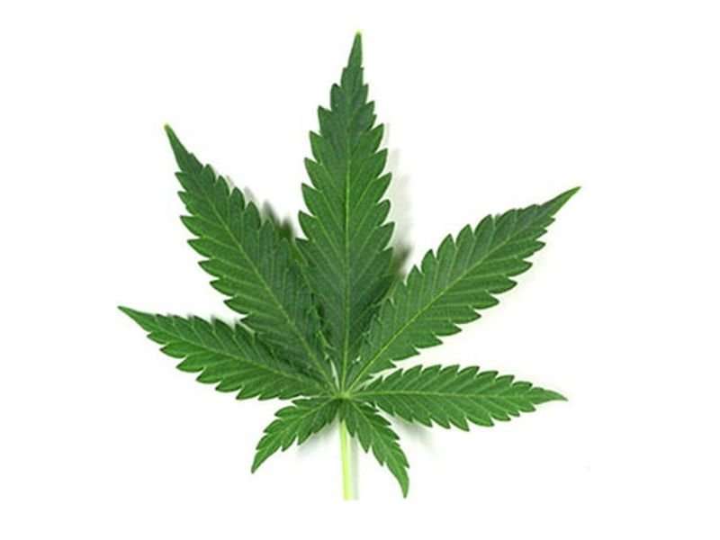Marijuana legalization may reduce opioid use