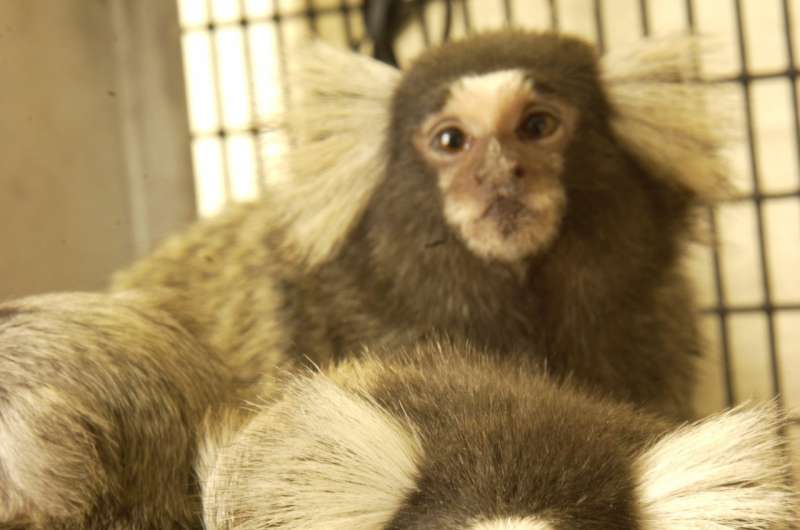 Marmosets as the canary in the coal mine for Zika