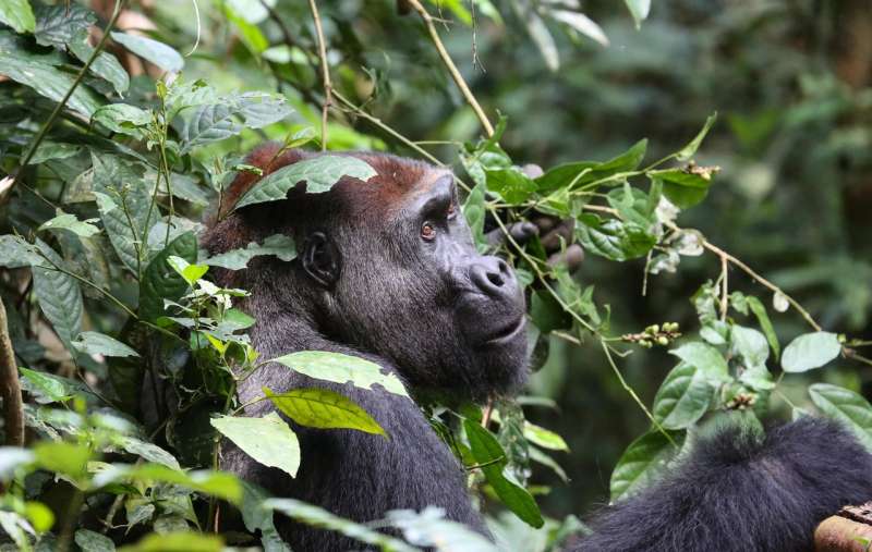 Massive study across western equatorial Africa finds more gorillas and chimpanzees than expected