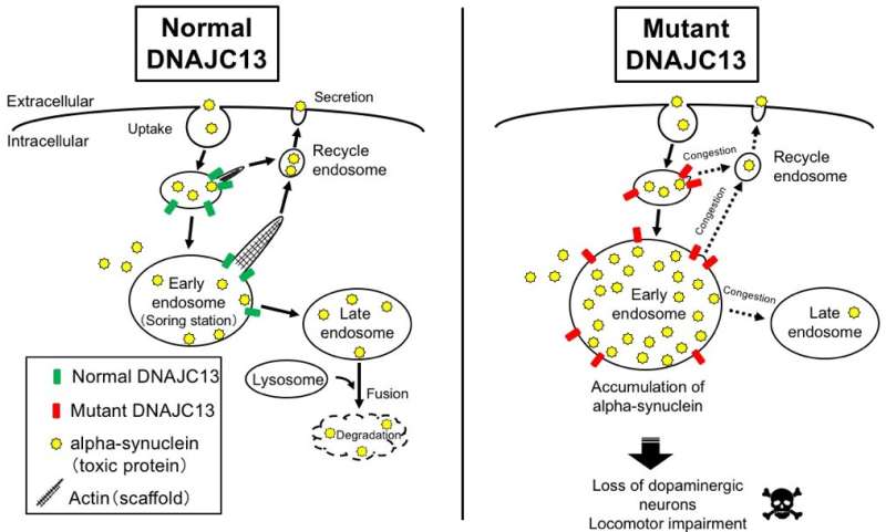 Mechanism of familial Parkinson's disease clarified in fruit fly model
