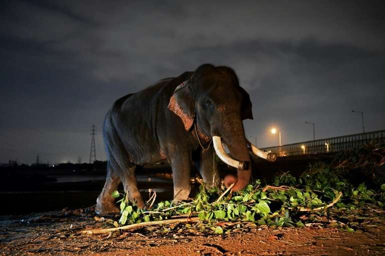 Media reports say authorities are struggling to relocate the elephants because four are sick