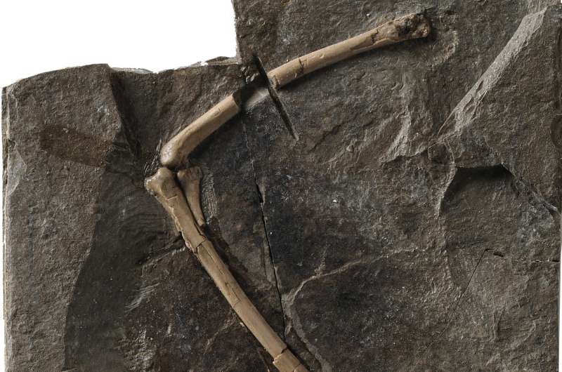 Medullary bone found in Cretaceous birds