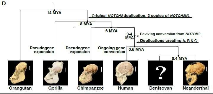 Meet NOTCH2NL, the human-specific genes that may have given us our big brains