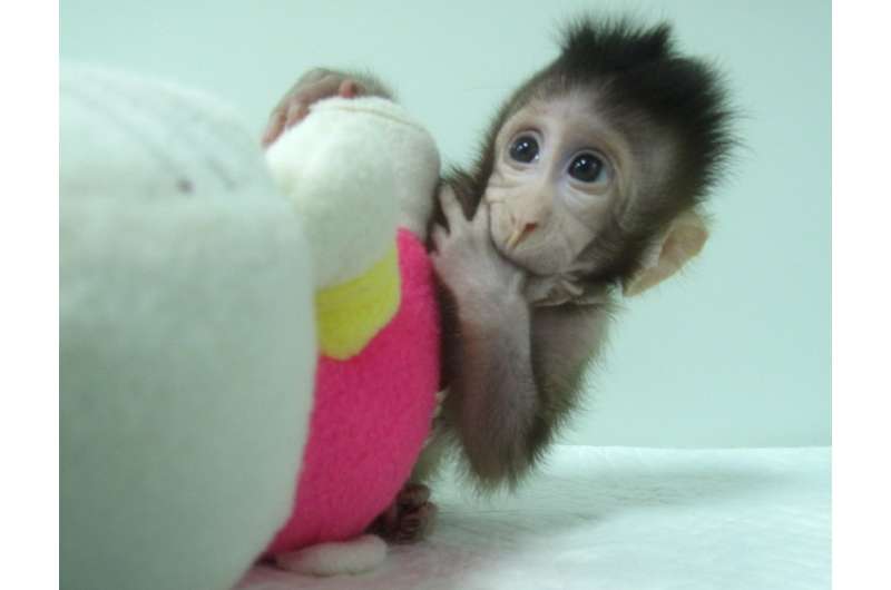 Meet Zhong Zhong and Hua Hua, the first monkey clones produced by method that made Dolly