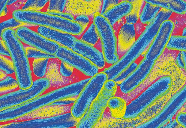 Melting bacteria to decipher antibiotic resistance