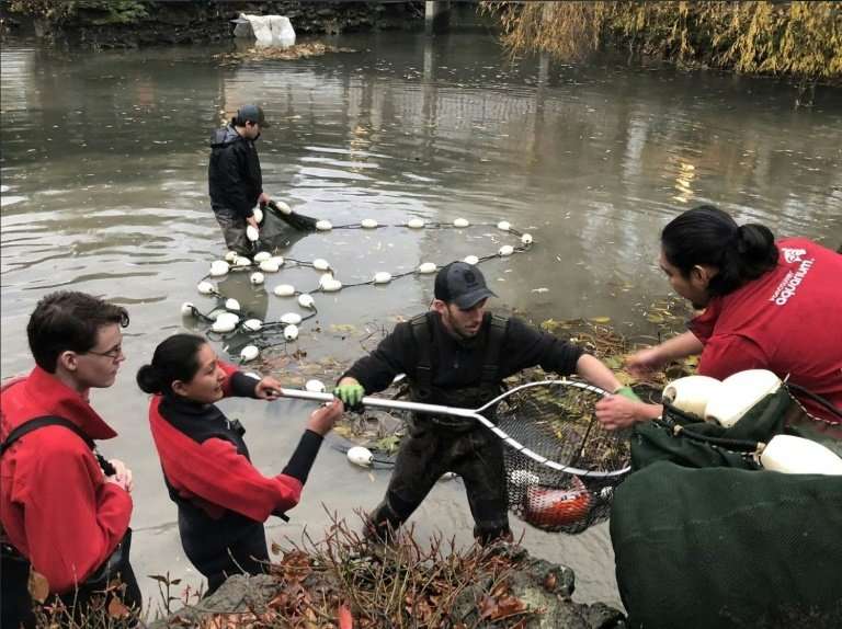 Members of Aquaterra Environmental and the Vancouver Aquarium removing Koi fish from a pond which had become a wild otter's hunt