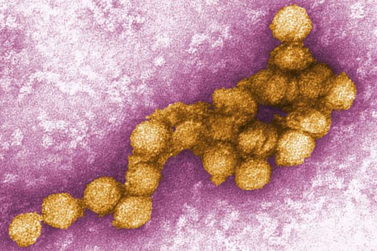 Memory loss from West Nile virus may be preventable