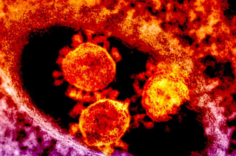 MERS antibodies produced in cattle safe, treatment well tolerated in phase 1 trial