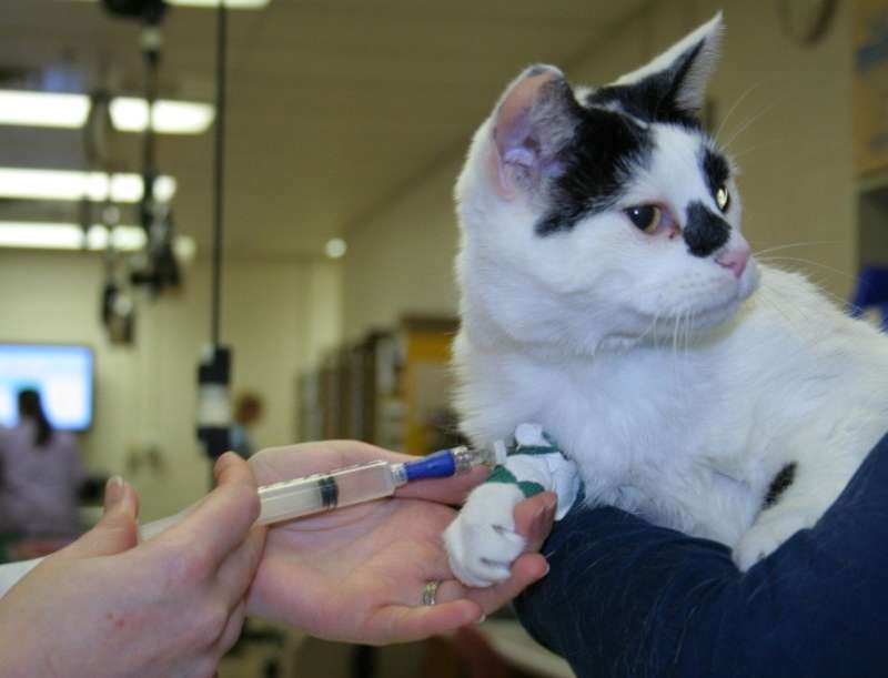 间充质干细胞治疗:对猫炎性疾病有希望