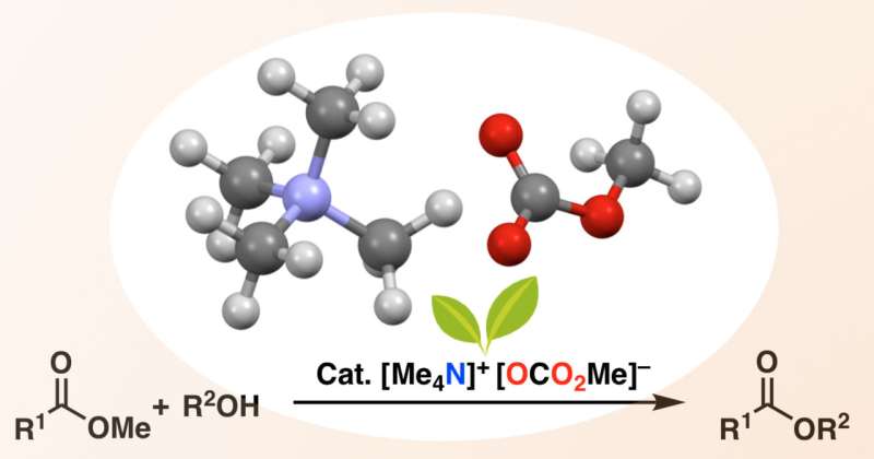 Metal-free catalyst extends the range of ester synthesis