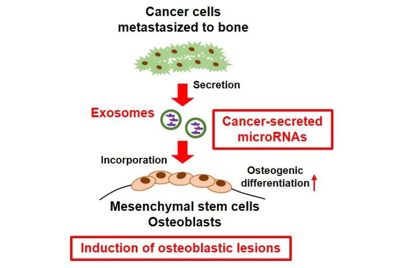 Metastatic cancer cells modify bone remodeling with small RNA secretion in bone metastasis
