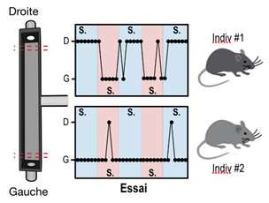 Mice individuality is influenced by their relations