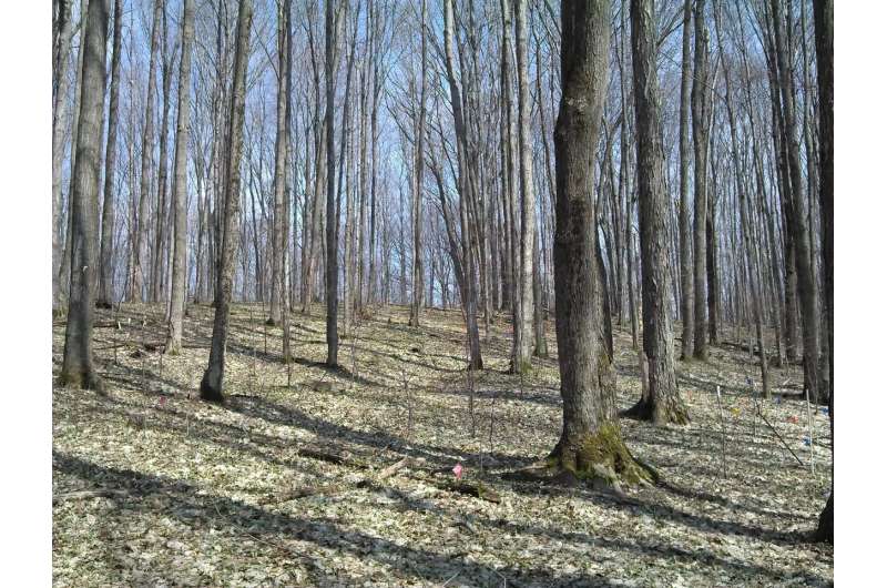 Michigan's sugar maples will struggle in a warmer, drier future despite help from nitrogen pollution