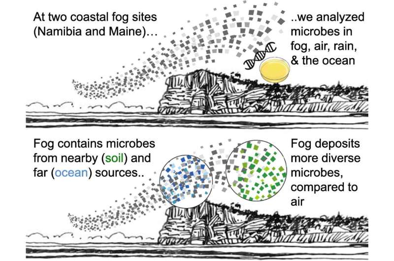Microbes hitch a ride inland on coastal fog