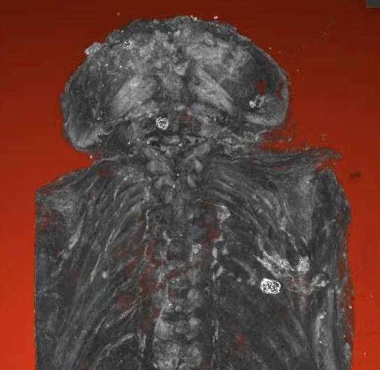Micro-CT scans show 2,100-year-old 'hawk' mummy a stillborn baby