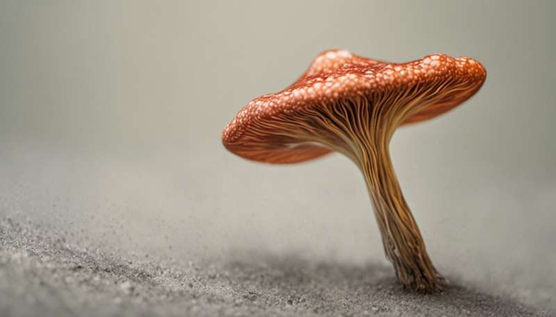 'Microdosers' of LSD and magic mushrooms are wiser and more creative