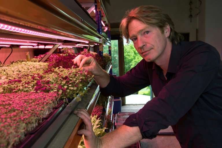 Microgreens can exude the most startling flavours—mustard, wasabi, pepper, citrus, capers and even oysters—and in such high conc