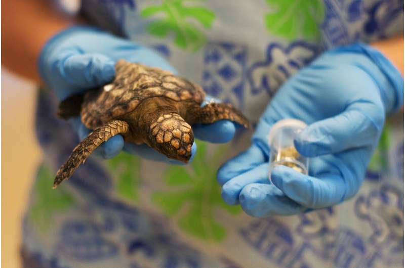 Micronizing ocean plastics threaten sea turtle populations, ocean life cycle