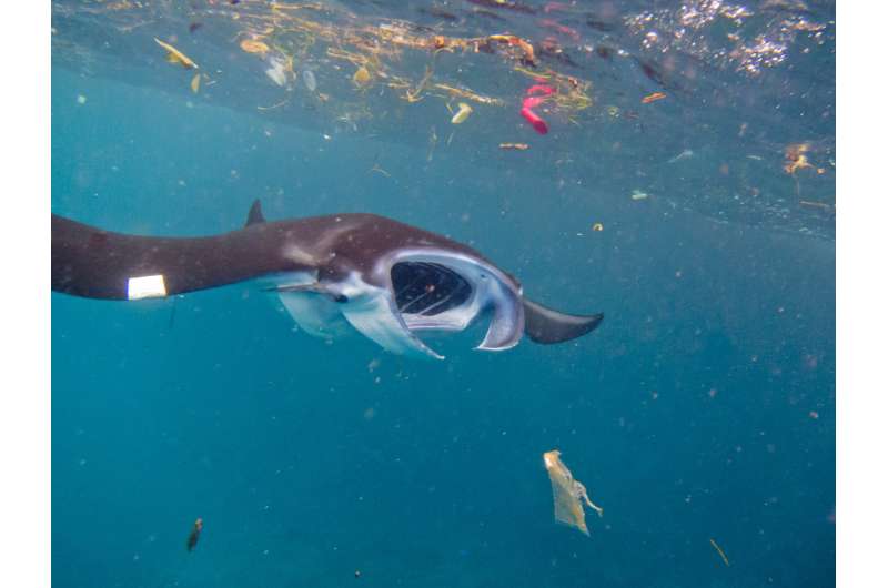 Microplastics: No small problem for filter-feeding ocean giants