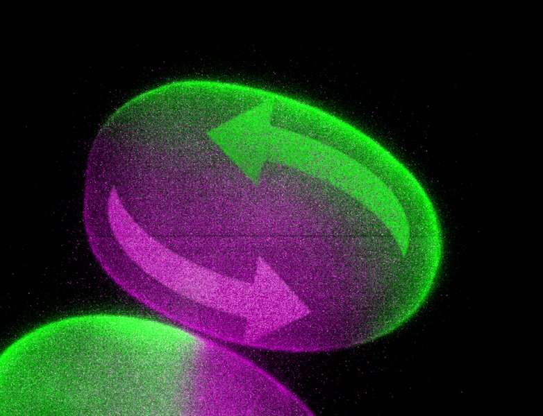 Microscope enables researchers to control motion within living cells