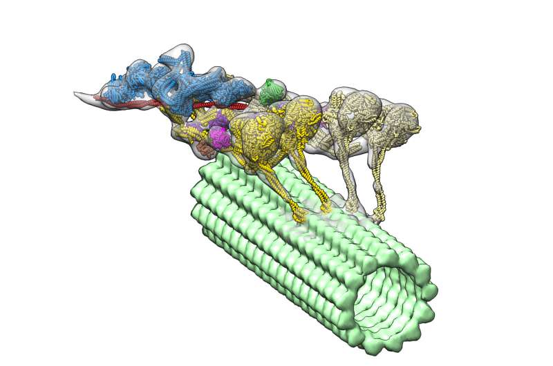Microscopic chariots deliver molecules within our cells