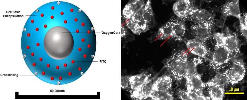 Microscopic oxygen bubbles could help improve cancer therapeutics, speed wound healing