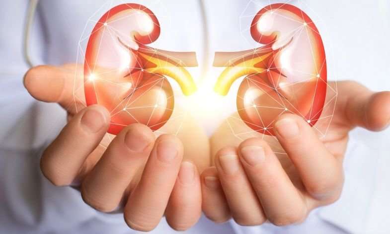 Microscopic ‘shuttles’ transport enzyme from cells to trigger onset of kidney disease