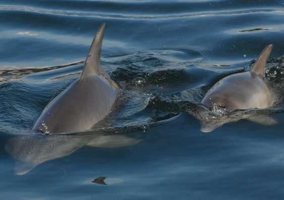 Migration critical to survival of dolphin populations, genetic study shows