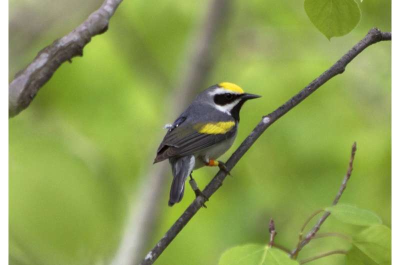 Migration research reveals key to declines in rare songbirds