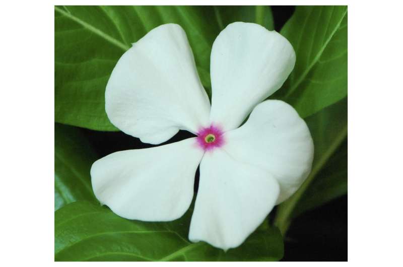 Milestone research on Madagascar periwinkle uncovers pathway to cancer-fighting drugs