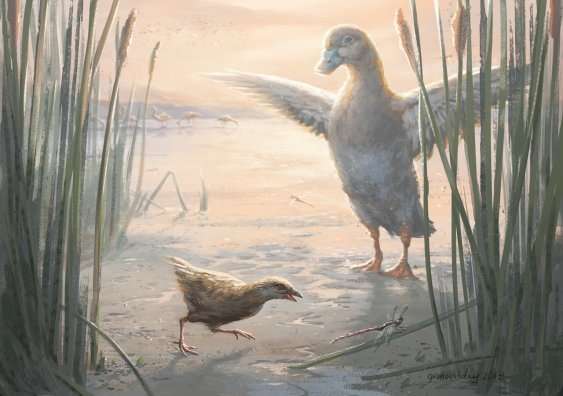 Miniscule flightless birds have lived in New Zealand’s wetlands for millions of years