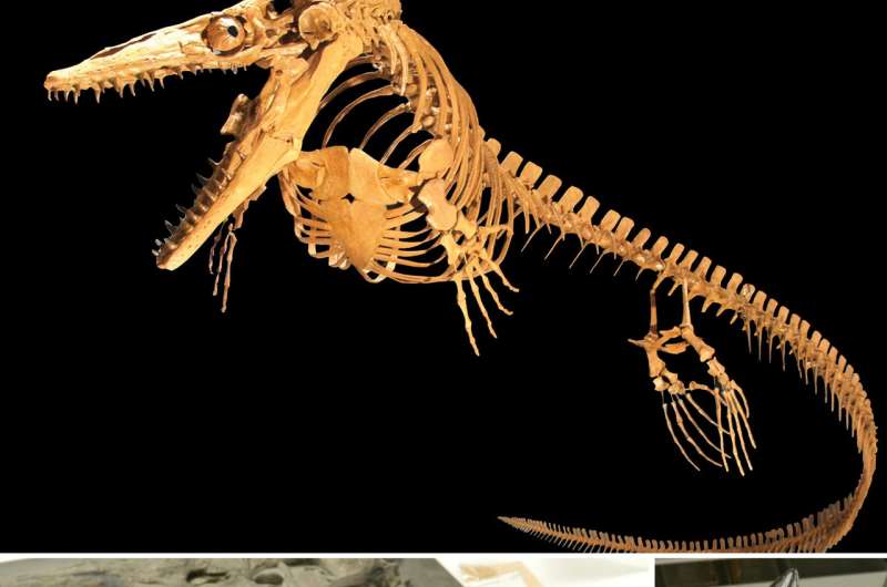 Missing bones and our understanding of ancient biodiversity