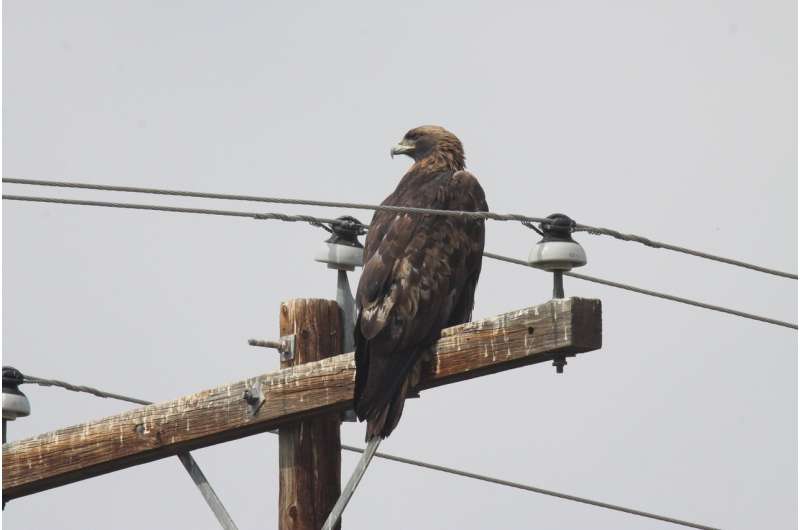 Mitigation techniques fall short of preventing electrocution of golden eagles on power poles